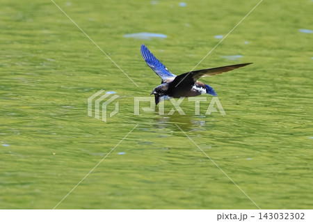 世界最速の鳥　170km/hで飛ぶハリオアマツバメ　水飲みシーン 143032302