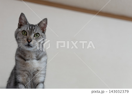 見つめる猫　サバトラ猫 143032379