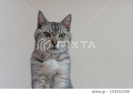 見つめる猫 サバトラ猫 見つめる猫 サバトラ猫 143032380