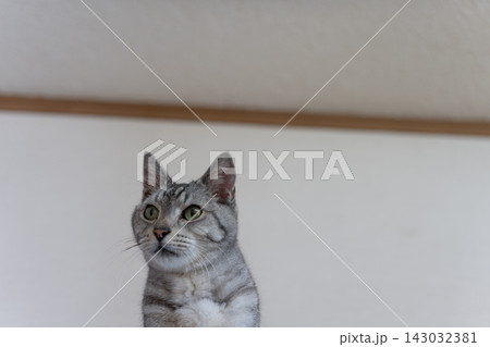 見つめる猫 サバトラ猫 見つめる猫 サバトラ猫 143032381