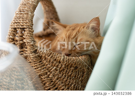 窓辺で眠る猫　茶トラ猫 143032386