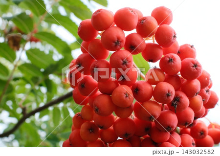 Bright red mountain ash berries in autumn Bright red mountain ash berries in autumn 143032582