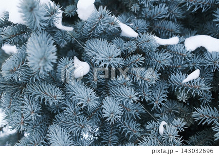 Blue spruce tree branches covered with fresh white snow during wintertime 143032696