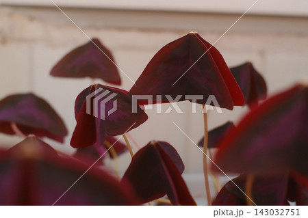Purple Oxalis triangularis leaves reaching upward in bright daylight Purple Oxalis triangularis leaves reaching upward in bright daylight 143032751