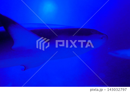 Graceful shark gliding through deep blue ocean waters at twilight 143032797