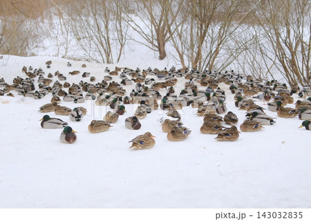 Large flock of mallard ducks resting on the snowy ground during a winter day 143032835