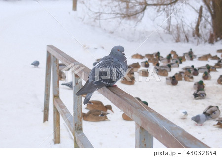 Grey pigeon resting on a metal railing with a flock of ducks in the winter snow 143032854