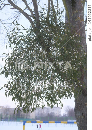 Green mistletoe plant growing on a tree branch during the winter time Green mistletoe plant growing on a tree branch during the winter time 143032855