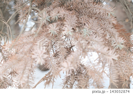 Dried brown needles on a pine tree branch during a cold winter day Dried brown needles on a pine tree branch during a cold winter day 143032874