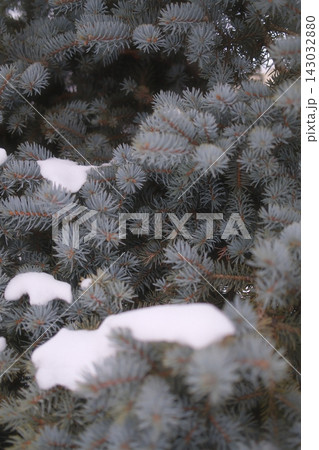 Blue spruce pine needles covered in white winter snow on a cold day 143032880
