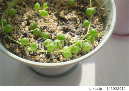 String of pearls succulent growing in a white ceramic pot indoors String of pearls succulent growing in a white ceramic pot indoors 143032912