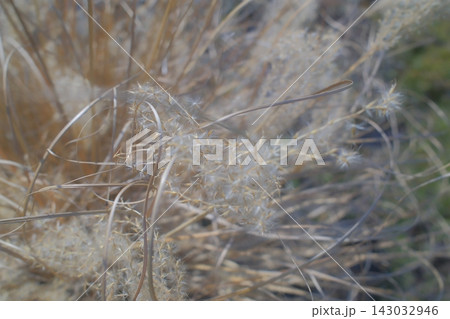 Dry golden stalks of ornamental grass swaying in the gentle breeze Dry golden stalks of ornamental grass swaying in the gentle breeze 143032946