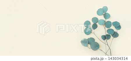 Eucalyptus branches on a beige background. Place for text. Green eucalyptus leaves isolated on neutral color. Floral layout. Horizontal banner mockup. Eucalyptus gunnii Silver Drop. Flat lay Top View Eucalyptus branches on a beige background. Place for text. Green eucalyptus leaves isolated on neutral color. Floral layout. Horizontal banner mockup. Eucalyptus gunnii Silver Drop. Flat lay Top View 143034314