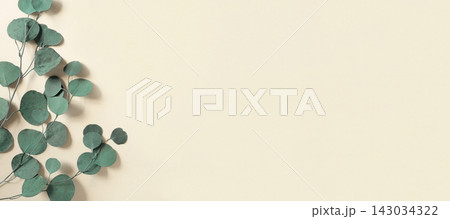 Eucalyptus branches on a beige background. Place for text. Green eucalyptus leaves isolated on neutral color. Floral layout. Horizontal banner mockup. Eucalyptus gunnii Silver Drop. Flat lay Top View 143034322