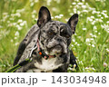 Close up portrait of adult black merle French Bulldog wearing pink collar sitting among field flowers 143034948