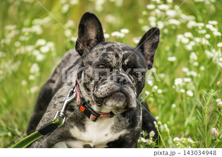 Close up portrait of adult black merle French Bulldog wearing pink collar sitting among field flowers Close up portrait of adult black merle French Bulldog wearing pink collar sitting among field flowers 143034948