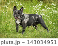 Adult black merle French Bulldog female showcasing muscular body and unique coat pattern in green grass field 143034951