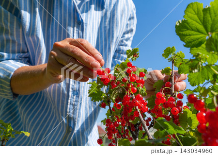 Adult harvesting ripe red currants on a sunny day Adult harvesting ripe red currants on a sunny day 143034960