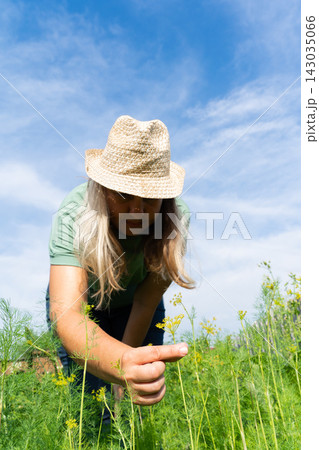 A grown woman gardening on a lush bed of ripe dill, under a blue sky A grown woman gardening on a lush bed of ripe dill, under a blue sky 143035066