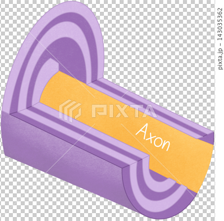 axon structure illustration axon structure illustration 143035362
