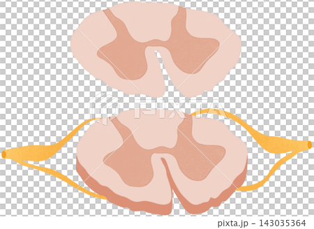 anterolateral system illustration anterolateral system illustration 143035364