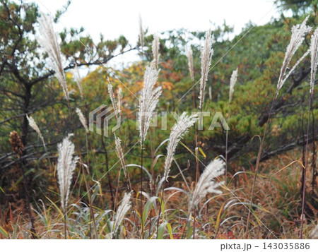 9月中旬の御田ノ神園地(山形県上山市) 9月中旬の御田ノ神園地(山形県上山市) 143035886