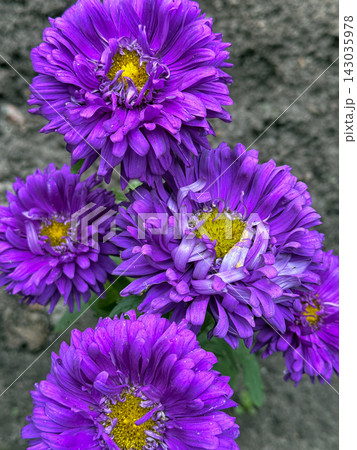 Vibrant Purple Aster Blossoms Blooming In Garden Soil Vibrant Purple Aster Blossoms Blooming In Garden Soil 143035978