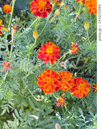 Bright Orange Flowers Blooming Throughout Lush Summer Garden 143035994