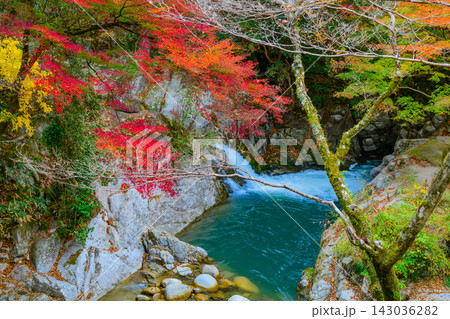 曇り空の花貫渓谷で吊り橋の上から紅葉の森の中を流れる汐見滝を捉えたしっとり美しい風景 曇り空の花貫渓谷で吊り橋の上から紅葉の森の中を流れる汐見滝を捉えたしっとり美しい風景 143036282