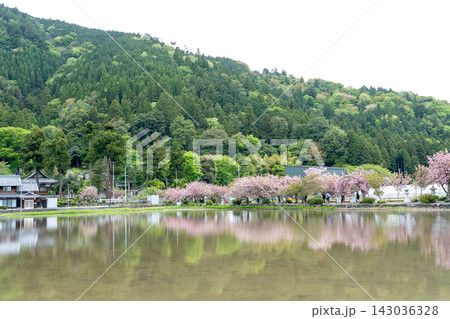 滋賀県長浜市　八重桜と水田に映った反射が美しい伊香具神社前の参道沿い 143036328