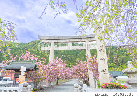 滋賀県長浜市　八重桜が満開の伊香具神社前の入り口の鳥居と参道 143036330