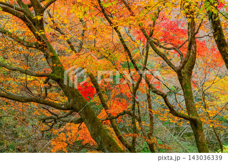 曇り空の花貫渓谷の遊歩道から美しく色付いた紅葉の木々の森を捉えたしっとり美しい風景 曇り空の花貫渓谷の遊歩道から美しく色付いた紅葉の木々の森を捉えたしっとり美しい風景 143036339