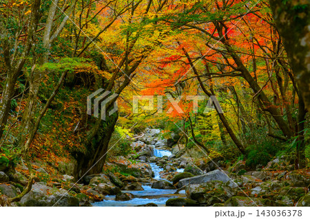 曇り空の花貫渓谷で美しい紅葉の森の中を岩々の間を流れてくる花貫川の清らかな流れを捉えた美しい風景 曇り空の花貫渓谷で美しい紅葉の森の中を岩々の間を流れてくる花貫川の清らかな流れを捉えた美しい風景 143036378