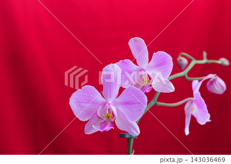 Close-up of lilac flowers and buds on a Phalaenopsis orchid branch on a rich red background, concept of exotic beauty, tenderness, and passion. Close-up of lilac flowers and buds on a Phalaenopsis orchid branch on a rich red background, concept of exotic beauty, tenderness, and passion. 143036469