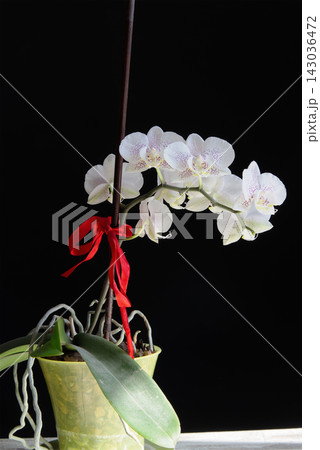 Blooming white orchid with lilac speckles in a pot tied to a support with a red ribbon on a black background. Blooming white orchid with lilac speckles in a pot tied to a support with a red ribbon on a black background. 143036472