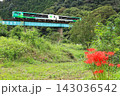 水郡線「彼岸花と鉄橋を渡る風っこ奥久慈号」 143036542