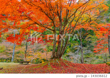 曇り空の花貫渓谷で名馬里ヶ淵の園地内の美しい色鮮やかな紅葉を捉えたしっとり美しい風景 143036812