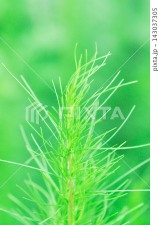 Dog fennel, dogfennel or Eupatorium capillifolium or false dill tree or Asteraceae or anethum Dog fennel, dogfennel or Eupatorium capillifolium or false dill tree or Asteraceae or anethum 143037305