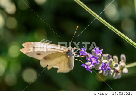 Butterfly gracefully alights on vibrant lavender blooms under warm sunlight in a peaceful garden setting 143037520