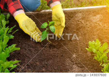 Hand of gardener seedling young vegetable plant in the fertile soil. Woman's hands in yellow gloves and red shirt is gardening. Female farmer planting peppers in the ground. Organic Cultivation 143037600