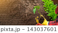 Hand of gardener seedling young vegetable plant in the fertile soil. Woman's hands in yellow gloves and red shirt is gardening. Female farmer planting peppers in the ground. Organic Cultivation 143037601