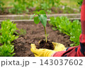Hand of gardener seedling young vegetable plant in the fertile soil. Woman's hands in yellow gloves and red shirt is gardening. Female farmer planting peppers in the ground. Organic Cultivation 143037602