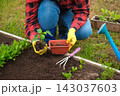 Hand of gardener seedling young vegetable plant in the fertile soil. Woman's hands in yellow gloves and red shirt is gardening. Female farmer planting peppers in the ground. Organic Cultivation 143037603