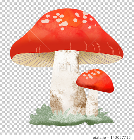 紅蘑菇 紅蘑菇 143037716