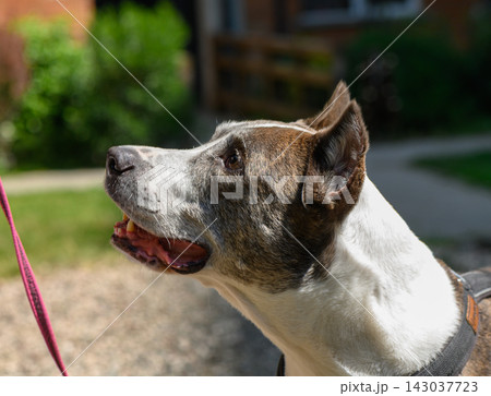 Commercial stock photo of a brindle terrier dog looking up on a walk 143037723