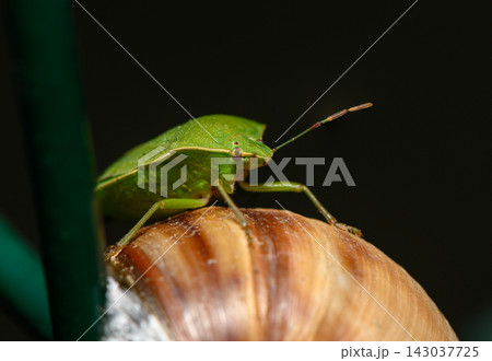 Macro stock photo of a green shield bug on a snail shell 143037725