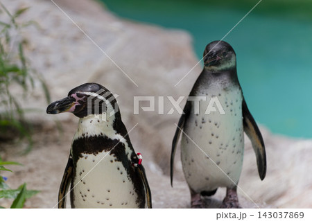 並んで歩く2匹のペンギンの可愛らしい姿 143037869