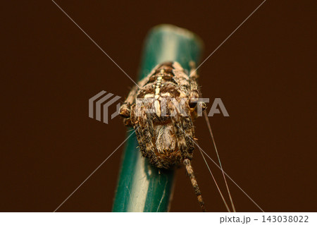 Intricate details of a tiny spider resting on a green stick, showcasing nature's exquisite artistry in a moment of quiet stillness Intricate details of a tiny spider resting on a green stick, showcasing nature's exquisite artistry in a moment of quiet stillness 143038022
