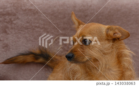 Pet dog lounging comfortably on a soft blanket in a cozy indoor setting during the afternoon hours 143038063