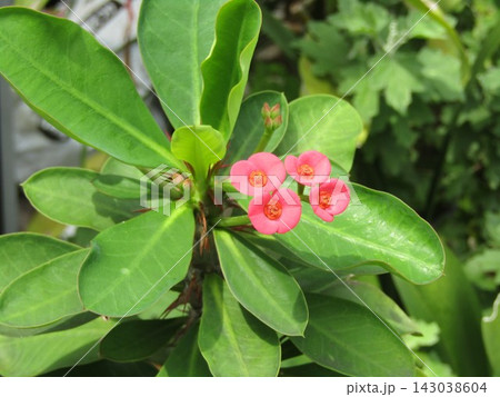 我が家ので育成中の赤い花はハナキリンの花 我が家ので育成中の赤い花はハナキリンの花 143038604